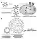 Fig. 01 - Cyclodextrin-modified polyamines for delivery of therapeutic molecules