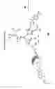 Fig. 20 - Cyclodextrin-modified polyamines for delivery of therapeutic molecules