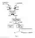 Fig. 02 - Optical method and device for modulation of biochemical processes in adipose tissue