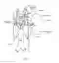 Fig. 03 - MICROWAVE CATHETER APPARATUSES, SYSTEMS, AND METHODS FOR RENAL NEUROMODULATION