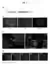 Fig. 02 - Nucleic acid expression construct and its use as a cell proliferation marker
