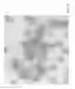 Fig. 03 - PLANT VIRUS