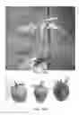 Fig. 16 - PLANT VIRUS