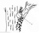 Fig. 01 - TreeDazzle