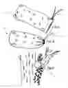 Fig. 02 - TreeDazzle