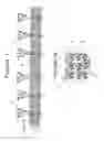 Fig. 02 - Floating island module comprised of post-consumer carpet fiber matrix and method of manufacturing same