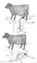 Fig. 01 - Automatic dairy animal milker unit backflusher and teat dip applicator system and method