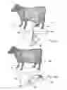 Fig. 08 - Automatic dairy animal milker unit backflusher and teat dip applicator system and method