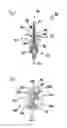 Fig. 02 - Axial-piston engine, method for operating an axial-piston engine, and method for producing a heat exchanger of an axial-piston engine