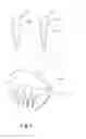 Fig. 04 - Massage comb