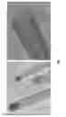 Fig. 08 - Molecular imprinted nanosensors