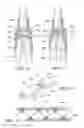Fig. 06 - METHOD AND APPARATUS FOR ENDOSCOPICALLY PERFORMING GASTRIC REDUCTION SURGERY IN A SINGLE PASS