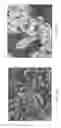 Fig. 02 - Hot-Pressed Transparent Ceramics and Ceramic Lasers