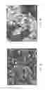 Fig. 02 - Hot-Pressed Transparent Ceramics and Ceramic Lasers
