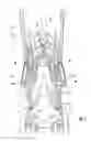 Fig. 06 - Reclinable seatback support for stroller