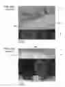 Fig. 23 - Piezoelectric element, liquid ejecting head, and liquid ejecting apparatus