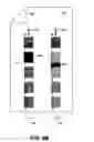 Fig. 08 - SCANNING PATCHES TO PROVIDE PRINTER CALIBRATION DATA