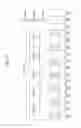 Fig. 12 - Digital broadcasting system and data processing method