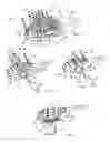 Fig. 06 - Brush, in particular toothbrush, and associated production method