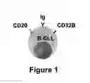 Fig. 02 - B cell surface reactive antibodies