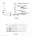 Fig. 04 - METHODS AND COMPOSITIONS FOR CELL-PROLIFERATION-RELATED DISORDERS