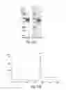 Fig. 44 - METHODS AND COMPOSITIONS FOR CELL-PROLIFERATION-RELATED DISORDERS