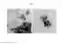 Fig. 06 - Biodegradable and thermosensitive poly(organophosphazene)-superparamagnetic nanoparticle complex, preparation method and use thereof