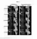 Fig. 14 - Biodegradable and thermosensitive poly(organophosphazene)-superparamagnetic nanoparticle complex, preparation method and use thereof