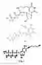 Fig. 04 - Nucleic acid ligands to LL37