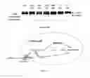 Fig. 09 - Compositions and methods for glucose transport inhibition