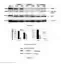 Fig. 14 - Compositions and methods for glucose transport inhibition