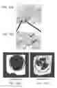 Fig. 18 - Programming of cells for tolerogenic therapies