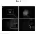 Fig. 03 - Pharmaceutical Composition For Bone Disease Treatment Or Countering Inflammation, Comprising Cartilage Stem Cells As An Active Principle