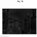 Fig. 09 - Pharmaceutical Composition For Bone Disease Treatment Or Countering Inflammation, Comprising Cartilage Stem Cells As An Active Principle