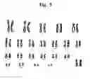 Fig. 18 - Pharmaceutical Composition For Bone Disease Treatment Or Countering Inflammation, Comprising Cartilage Stem Cells As An Active Principle
