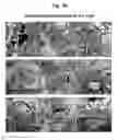 Fig. 22 - Pharmaceutical Composition For Bone Disease Treatment Or Countering Inflammation, Comprising Cartilage Stem Cells As An Active Principle