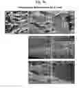 Fig. 24 - Pharmaceutical Composition For Bone Disease Treatment Or Countering Inflammation, Comprising Cartilage Stem Cells As An Active Principle
