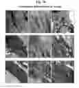 Fig. 26 - Pharmaceutical Composition For Bone Disease Treatment Or Countering Inflammation, Comprising Cartilage Stem Cells As An Active Principle