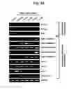 Fig. 27 - Pharmaceutical Composition For Bone Disease Treatment Or Countering Inflammation, Comprising Cartilage Stem Cells As An Active Principle