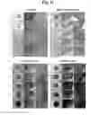 Fig. 28 - Pharmaceutical Composition For Bone Disease Treatment Or Countering Inflammation, Comprising Cartilage Stem Cells As An Active Principle
