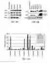 Fig. 04 - INDUCED PLURIPOTENT STEM CELLS AND METHODS OF USE