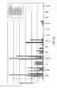 Fig. 12 - INDUCED PLURIPOTENT STEM CELLS AND METHODS OF USE