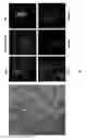 Fig. 03 - PRODUCTION OF OLIGODENDROCYTES FROM PLACENTA-DERIVED STEM CELLS