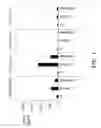 Fig. 02 - COMPOSITIONS AND METHODS FOR IMMUNOSTIMULATORY RNA OLIGONUCLEOTIDES