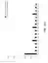 Fig. 14 - COMPOSITIONS AND METHODS FOR IMMUNOSTIMULATORY RNA OLIGONUCLEOTIDES