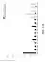 Fig. 15 - COMPOSITIONS AND METHODS FOR IMMUNOSTIMULATORY RNA OLIGONUCLEOTIDES