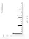 Fig. 18 - COMPOSITIONS AND METHODS FOR IMMUNOSTIMULATORY RNA OLIGONUCLEOTIDES