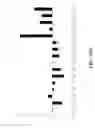 Fig. 26 - COMPOSITIONS AND METHODS FOR IMMUNOSTIMULATORY RNA OLIGONUCLEOTIDES