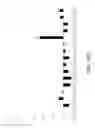 Fig. 29 - COMPOSITIONS AND METHODS FOR IMMUNOSTIMULATORY RNA OLIGONUCLEOTIDES