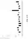 Fig. 30 - COMPOSITIONS AND METHODS FOR IMMUNOSTIMULATORY RNA OLIGONUCLEOTIDES